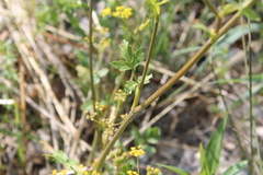 Apioideae