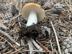 Russula