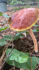 Aureoboletus betula