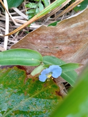 Commelina obliqua