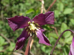 Clematis viticella