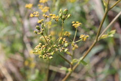 Apioideae