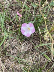 Convolvulus