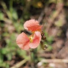 Macroptilium gibbosifolium