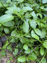 Stachytarpheta