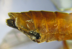 Tenthredopsis nassata