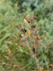 Potentilla pulcherrima