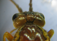 Tenthredopsis nassata