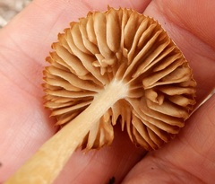 Agrocybe putaminum