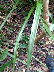 Bromelia antiacantha