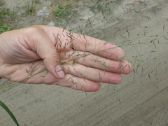 Eragrostis albensis