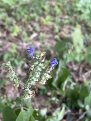 Scutellaria incana