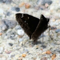 Erynnis