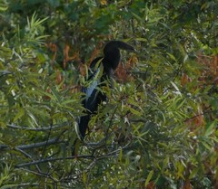 Anhinga anhinga