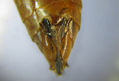 Tenthredopsis nassata