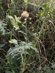 Cirsium oleraceum