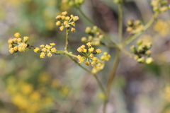 Apioideae