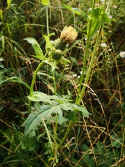 Cirsium oleraceum