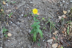 Hieracium sabaudum