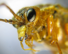 Tenthredopsis nassata