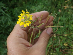 Erysimum aureum