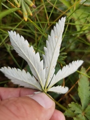 Potentilla pulcherrima