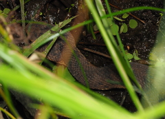 Agkistrodon piscivorus