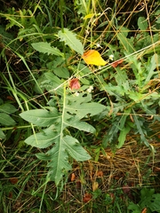 Cirsium oleraceum