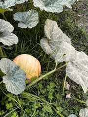 Cucurbita
