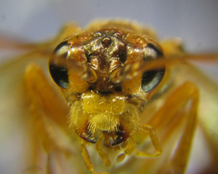 Tenthredopsis nassata