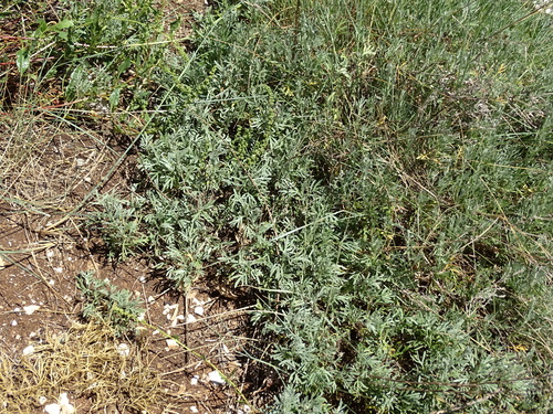 Santonika (Artemisia caerulescens)