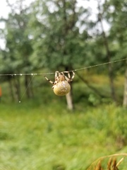 Araneus trifolium