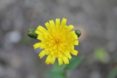 Hieracium sabaudum