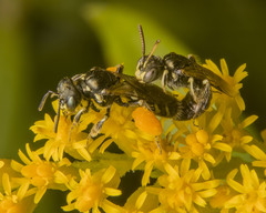 Perdita octomaculata