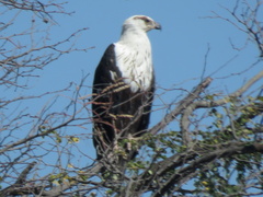 Haliaeetus vocifer