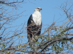Haliaeetus vocifer