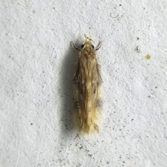 Hydroptilidae