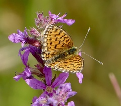 Boloria selene