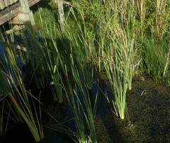 Typha angustifolia