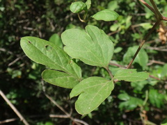 Clematis viticella