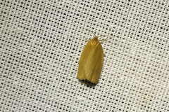 Aphelia viburnana