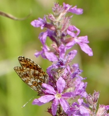 Boloria selene