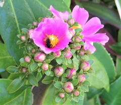 Pereskia