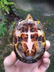 Sternotherus odoratus
