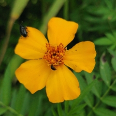 Tagetes tenuifolia