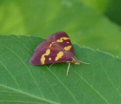 Pyrausta tyralis