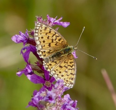 Boloria selene