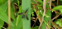 Lepidophora