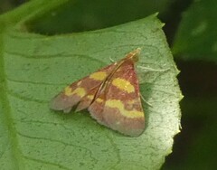 Pyrausta tyralis
