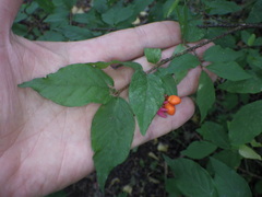 Euonymus verrucosus